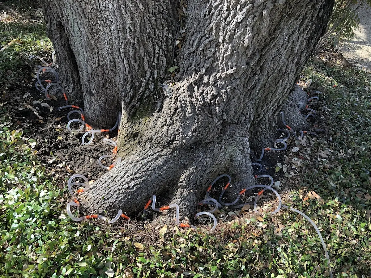Detailed Tree Cabling and Bracing job site in Boligee